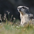 Marmotte - Bonnevale||<img src=_data/i/upload/2014/09/22/20140922211450-fe9aa6dc-th.jpg>