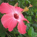 Fleur d'hibiscus||<img src=_data/i/upload/2010/08/09/20100809105044-bb3cfa1b-th.jpg>