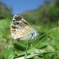 Papillon||<img src=_data/i/upload/2010/08/09/20100809110129-6d72fb60-th.jpg>