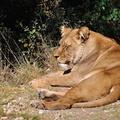 Zoo_20-signee||<img src=_data/i/upload/2012/04/17/20120417212959-33060b2b-th.jpg>