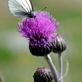 Papillon Gaze sur Chardon violet - Bonnevale||<img src=_data/i/upload/2014/09/22/20140922204819-bb072610-th.jpg>