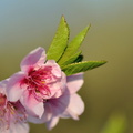 Fleure de cerisier||<img src=_data/i/upload/2014/09/22/20140922204839-56d5dd00-th.jpg>